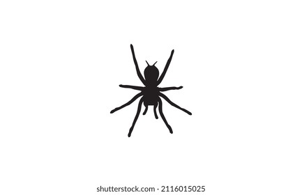 spider vector illustration design black and white