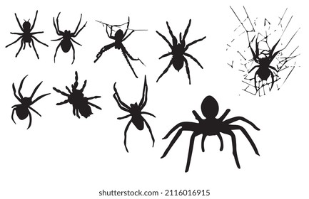 spider vector illustration design black and white collection