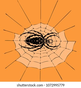 spider vector illustration eps10