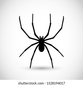 Spider vector illustration, isolated on white