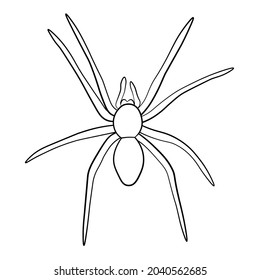 Spider. Vector illustration in a linear style. Design element for decoration for Halloween, magic and mysticism. 