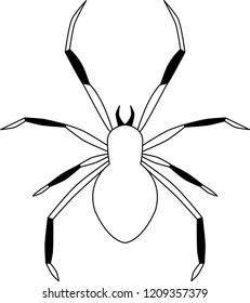 Spider vector isolated