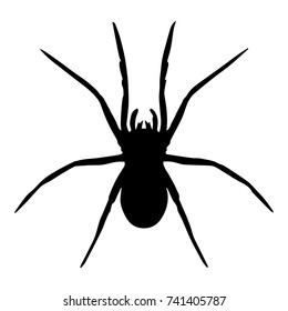 Spider vector isolated