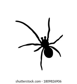 Spider vector silhouette illustration isolated on white background. Black widow tattoo sign.