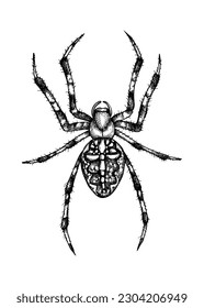 Spider vector sketch. Hand-drawn wildlife illustration in engraved style. Arachnid isolated on white background. Black contoured tarantula - animal drawing for print, poster, card, tattoo design