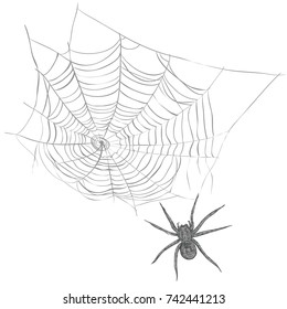 A spider weaves a spider web.  cobweb vector illustration