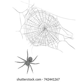 A spider weaves a spider web.  cobweb vector illustration