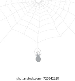 spider weaving its net on a light background