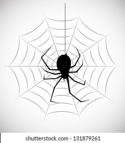 Spider in the web