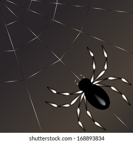 Spider and spider web
