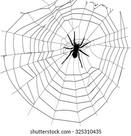 spider and spider web