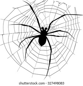 spider and spider web