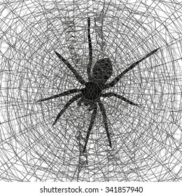 spider and spider web