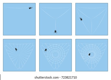 Spider web - construction manual in six stages from the first spinning thread to the complete orb web, depicted step by step. Isolated vector illustration.
