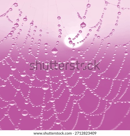 Spider web covered in water droplets, glowing with pink and purple light, showcasing symmetry, refraction, and natural beauty.