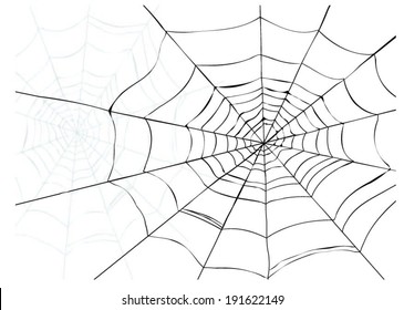 spider web detailed vector illustration