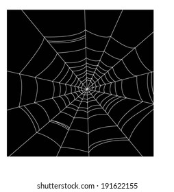 spider web detailed vector illustration