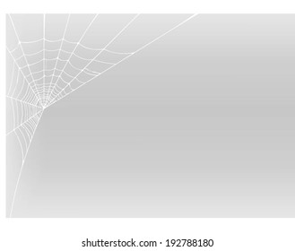 spider web detailed vector illustration 