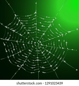 Spider web with dew drops.