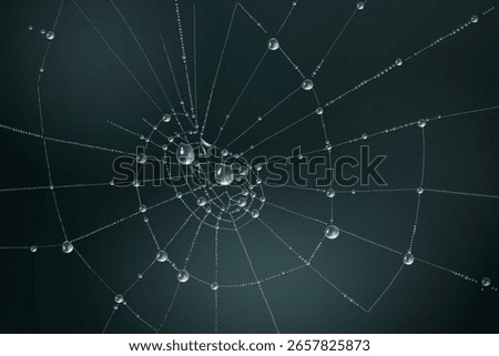 Spider web with dew drops on dark background