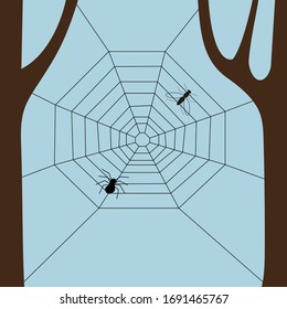 Spider web with a spider and a fly between trees against the sky