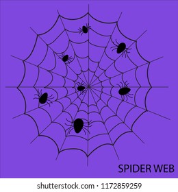 Spider web isolated on purple back ground