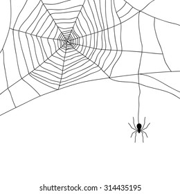 Spider and web isolated on white, vector illustration