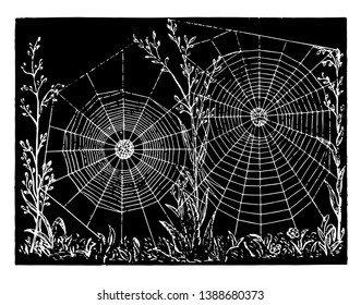 Spider web also known as Cobweb. It is created by spider with spider silk which is thrown out of his body. These are generally use to catch other insects, vintage line drawing or engraving