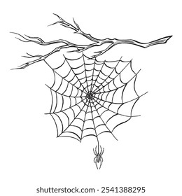 Spider with web on the bare tree branch. Line sketch. Spooky trap of insect thread. Vector graphic illustration, hand drawn isolate. Black and white animal in the nature. Clipart for postcard, print.