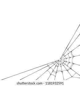 Spider web on a white background. Vector illustration