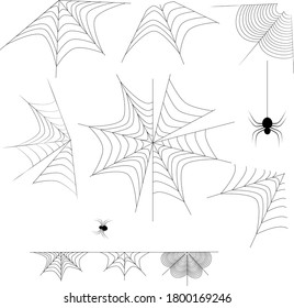 telaraña con araña sobre fondo blanco