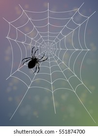 spider web stock vector illustration isolated