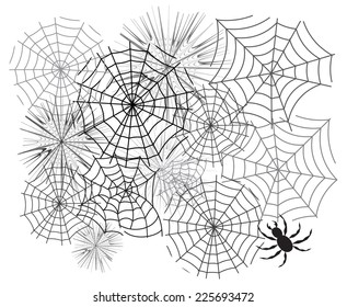 spider web. vector