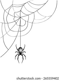 spider web  vector
