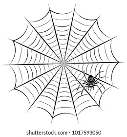 Spider web and spider. Vector illustration