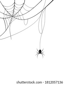 spider web and spider. Vector illustration