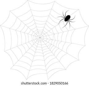 Spider and web, vector illustration black white