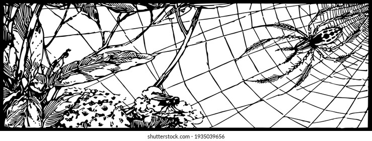 Spider Web, vintage engraved illustration

