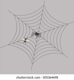 The spider in the web waits for its prey
