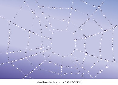 Spider web with water droplets on it 