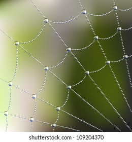 Spider web with water drops