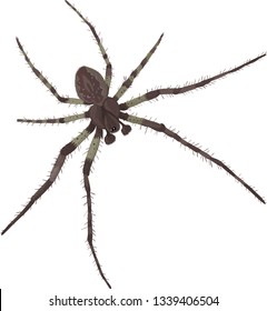 spider with wide legs