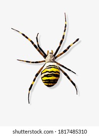 Spider with yellow and black coloration