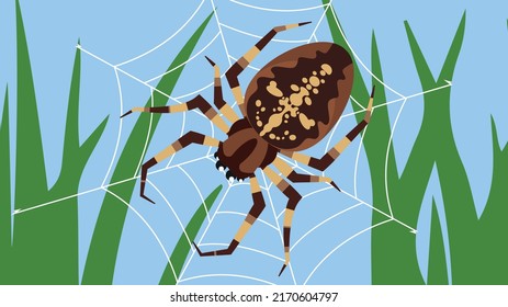 Spider-cross sits on a web on the grass