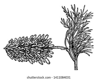 Spider-Net Grevillea ist ein winziger Busch. Die dunkelgrünen Blätter sind in schmale Segmente, Vintage-Linien-Zeichnungen oder Gravierungsillustrationen unterteilt.