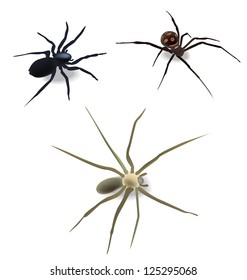 spiders