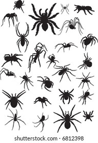 spiders