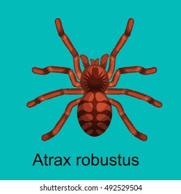 Spiders cartoon set, dangerous insects collection