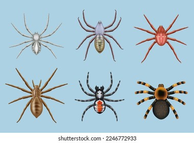 Spiders. Different toxic insects decent vector realistic top view illustrations of various spiders