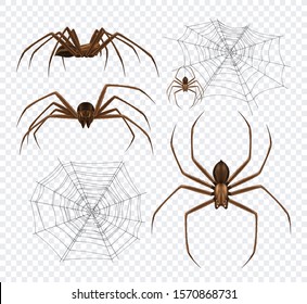 Spiders realistic set on transparent background with detailed images of spidernet and black spiders different angles vector illustration